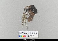 藏品(中國湖北皮影戲偶頭-老生)的圖片